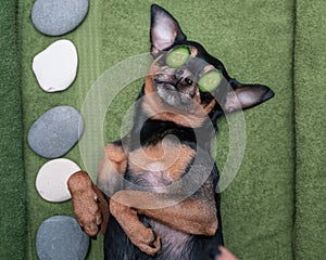 Lindo mascota relajante en balneario . el perro rebanada de pepinos sobre el ojos. . ridículo cuidado 